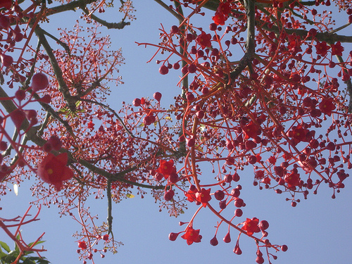 Brachychiton_Acerifolius-Flowers1.jpg