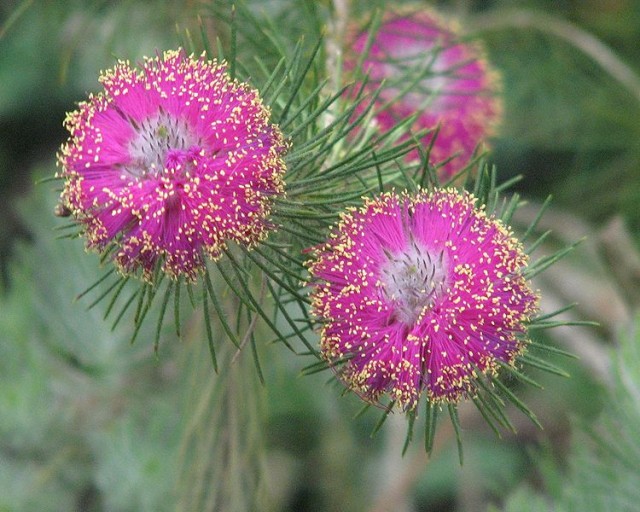 Melaleuca_trichophylla.jpg