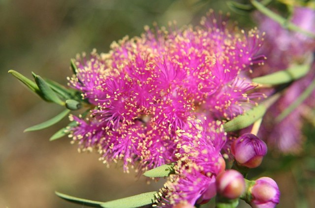 Melaleuca_fulgens.jpg