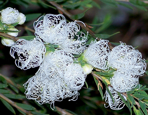 White lace