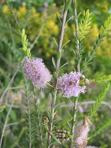 Melaleuca_decussata.jpg