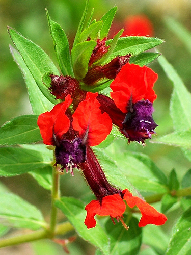 bat faced Cuphea.jpg