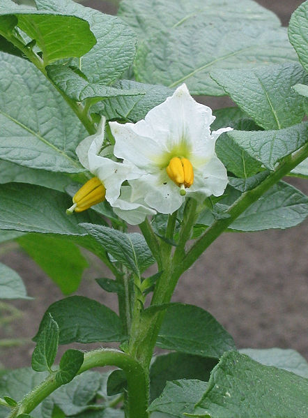 442px-Aardappel_%28Solanum_tuberosum%29_Nicola.jpg