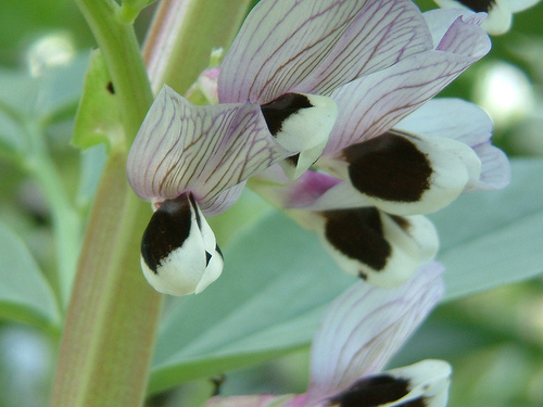 broad bean.jpg