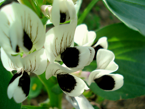 faba bean.jpg