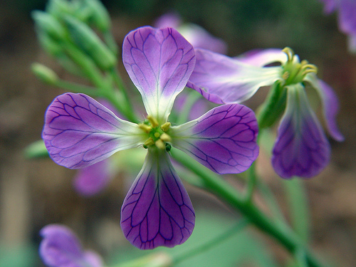 wild radish.jpg