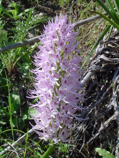 Naked man orchid