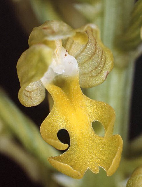 orchis punctulata.jpg