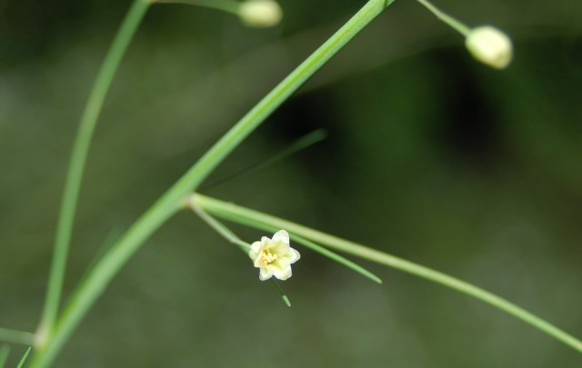 asparagus  officinalis  flower.jpg