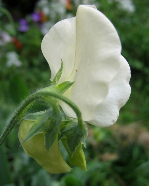 sweet pea white.jpg