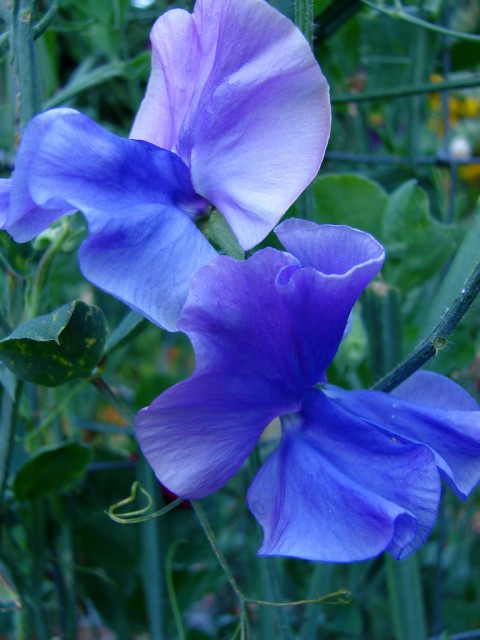 sweet pea blue.jpg