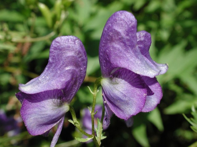 Aconitum_orientale3.jpg