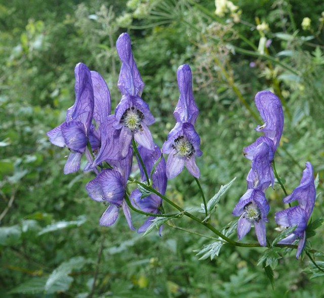 Aconitum_variegatum.jpg