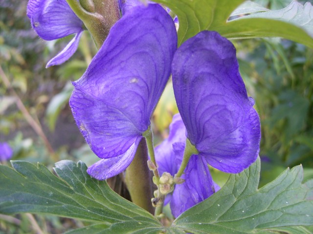 Aconitum_carmichaelli arendsii.jpg