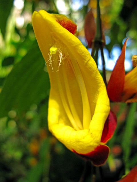 thunbergia mysorensis3.jpg