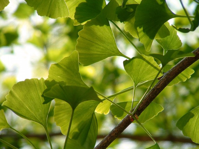 ginkgo (2).jpg