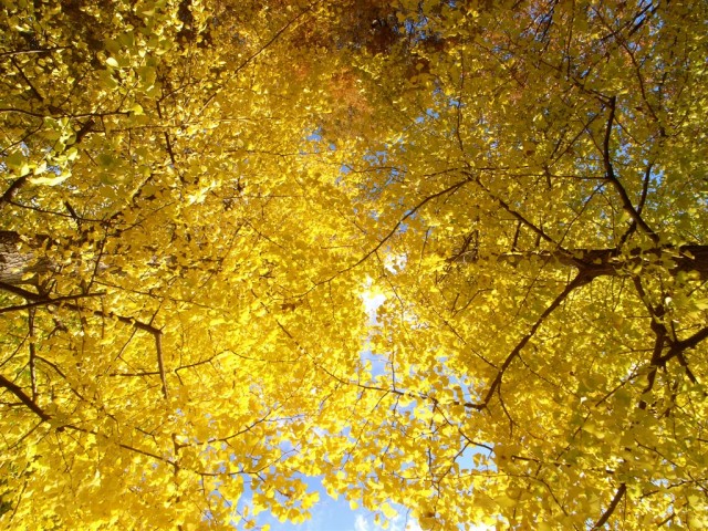 golden ginkgo.jpg