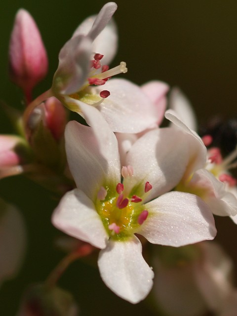 buckwheat flower.jpg