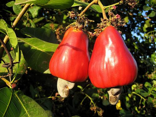 cashew fruits.jpg