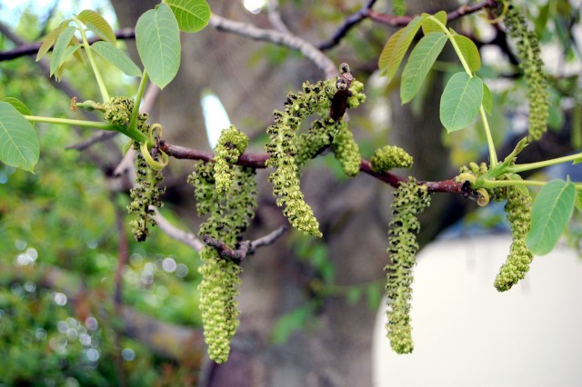 胡桃雄性穗狀花序