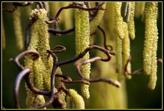 hazelnut  male flowers.jpg