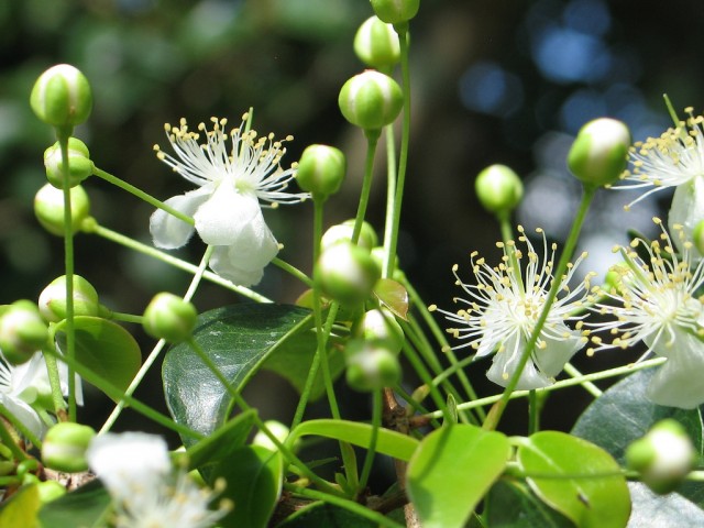 pitanga flowers.jpg