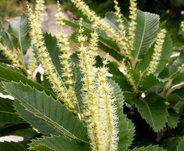 castanea flowers.jpg