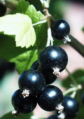 black currant