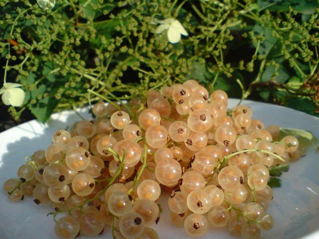 white currant