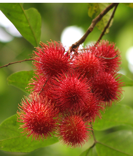 rambutan1.jpg