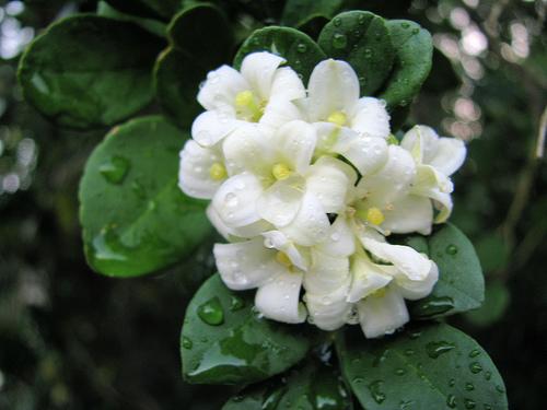 sweet lime flowers.jpg