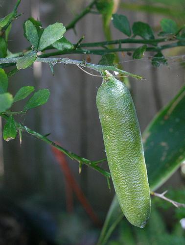 finger lime.citrus garrawayi.jpg