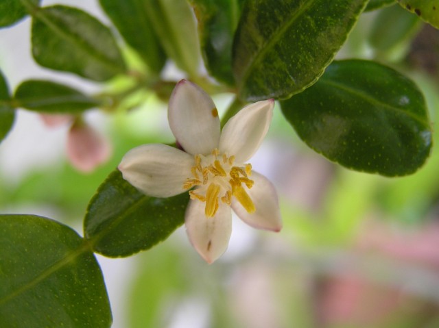 kaffir lime blossom.jpg