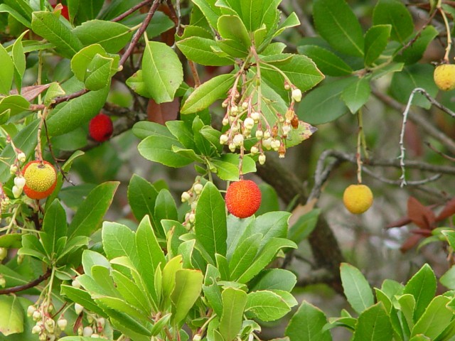 strawberry tree.jpg