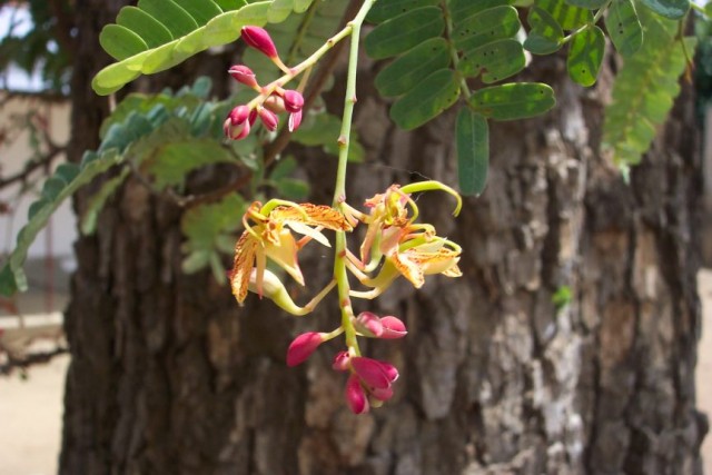 tamarind flowers2.jpg