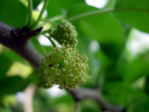 Maclura pomifera male.jpg