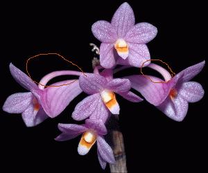 dendrobium hasseltii2.jpg