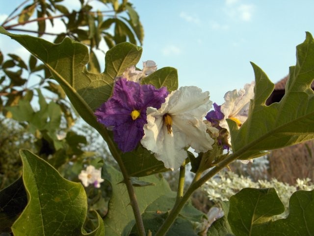 Thai_eggplant_flowers-KayEss-2.jpg