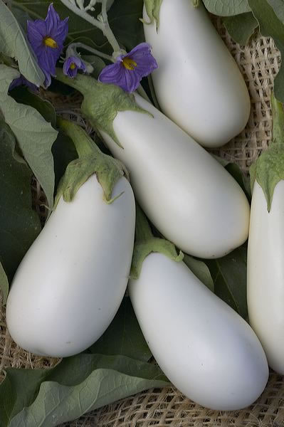 Eggplant_Casper.jpg