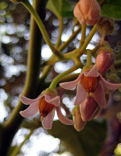 tamarillo flowers.jpg