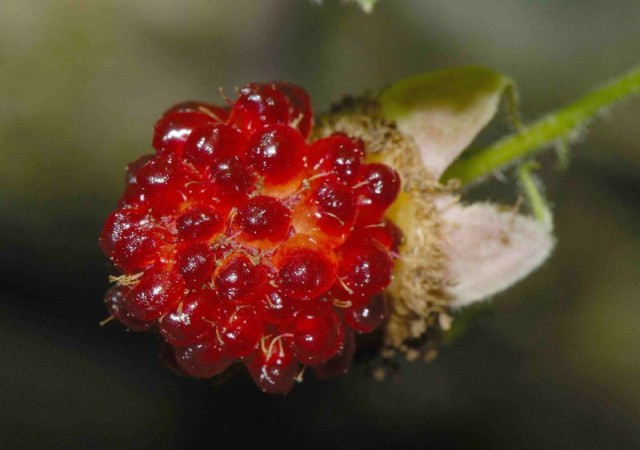 rubus rosifolius 刺莓.jpg