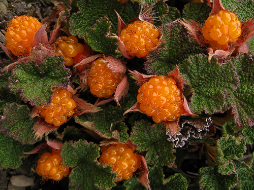 rubus rolfei玉山懸鉤子.jpg