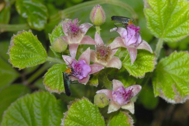 rubus parvifolius 紅梅消花.jpg