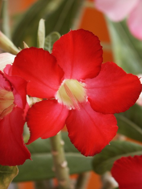 adenium obesum.jpg