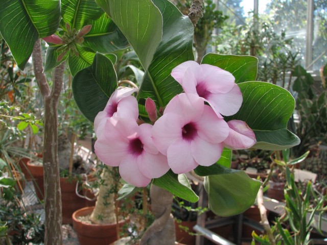 adenium obesum boehmianum.jpg