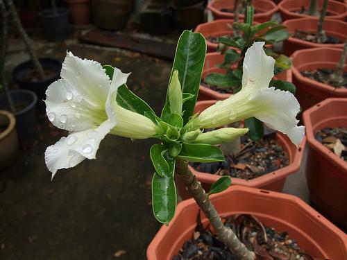 adenium obesum white 1.jpg