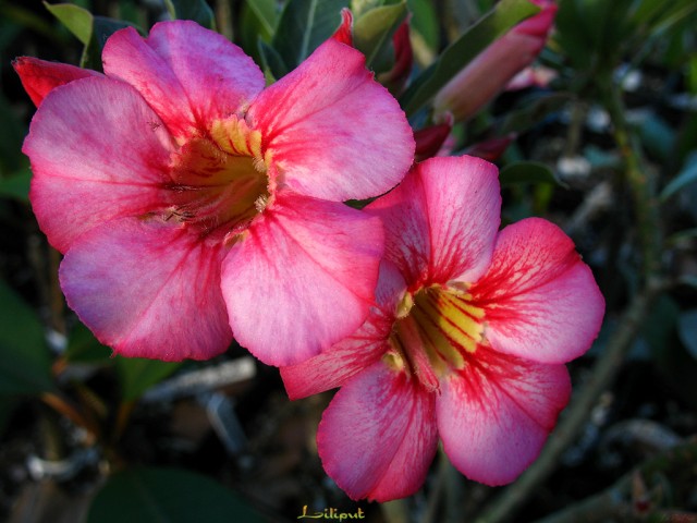 Liliput Adenium.jpg