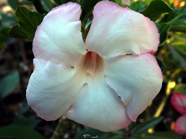 the pearl adenium.jpg