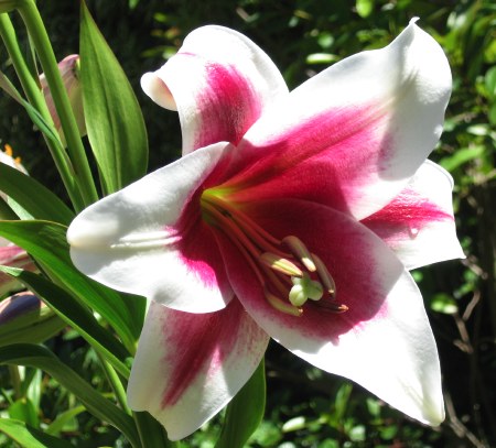 Lilium_Triumphator.jpg