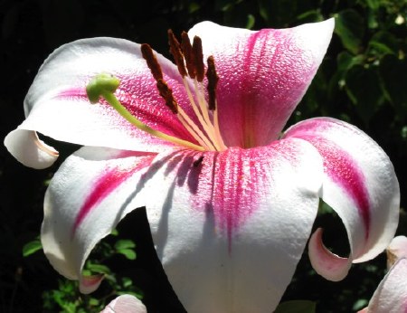 Lilium_Triumphator3.jpg